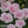 Dianthus 'Candy Floss' -Cheap Tree Foliage Store DIAN CANDYFLOSS1