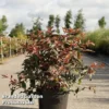 Diervilla Splendens 'Diva' -Cheap Tree Foliage Store DIER DIVA S45435