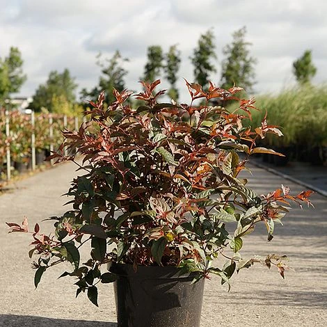 Diervilla Splendens 'Diva' 4 Diervilla Splendens 'Diva' - Image 2