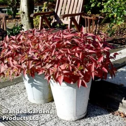 Diervilla Rivularis 'Honeybee' -Cheap Tree Foliage Store DIER HONEYBEE H61936