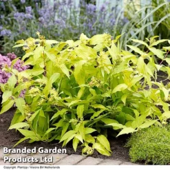 Diervilla Rivularis 'Honeybee' -Cheap Tree Foliage Store DIER HONEYBEE H61937