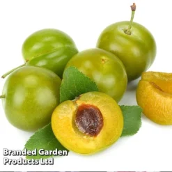 Cheap Tree Foliage Store -Cheap Tree Foliage Store DOREE KC5373 A