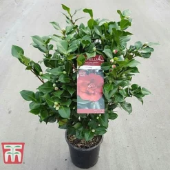 Camellia Japonica 'Doctor King' -Cheap Tree Foliage Store DRKI 17664 A1