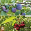 Cherry & Plum Duo (Mini Fruit Trees) -Cheap Tree Foliage Store Duo8