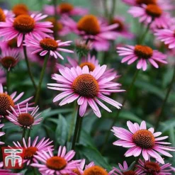 Everlasting Perennial Collection -Cheap Tree Foliage Store ECHI 10499 B1