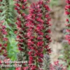 Echium Amoenum Red Feathers -Cheap Tree Foliage Store ECHI KA5230 A