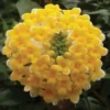 Edgeworthia Chrysantha -Cheap Tree Foliage Store EDGE T58140 A h