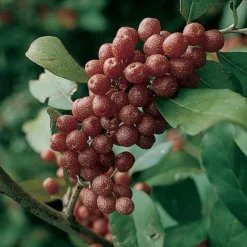 Elaeagnus Ebbingei -Cheap Tree Foliage Store ELAE T58186 A h