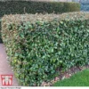 Elaeagnus Ebbingei -Cheap Tree Foliage Store ELAE T58186 B