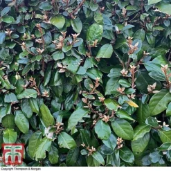 Elaeagnus Ebbingei -Cheap Tree Foliage Store ELAE T58186 C