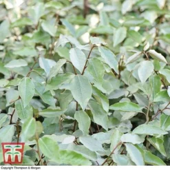 Elaeagnus Ebbingei -Cheap Tree Foliage Store ELAE T58186 D1