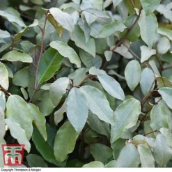 Elaeagnus Ebbingei -Cheap Tree Foliage Store ELAE T58186 E