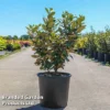 Elaeagnus Ebbingei 'Compacta' -Cheap Tree Foliage Store ELAE COMPACTA S45437