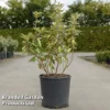 Elaeagnus Ebbingei 'Limelight' -Cheap Tree Foliage Store ELAE LIMELIGHT S45438