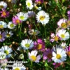 Erigeron Karvinskianus -Cheap Tree Foliage Store ERIG 64108 A