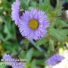 Erigeron Speciosus Azure Fairy -Cheap Tree Foliage Store ERIG 64112 A