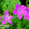 Erodium Manescavii