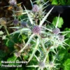 Eryngium Variifolium Miss Marbel -Cheap Tree Foliage Store ERYN 64126 A