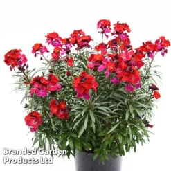 Erysimum 'Colour Vibe Red' -Cheap Tree Foliage Store ERYS COLOURVIB H49882