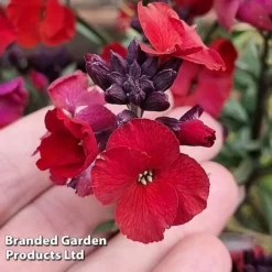 Erysimum 'Colour Vibe Red' -Cheap Tree Foliage Store ERYS COLOURVIB H49883