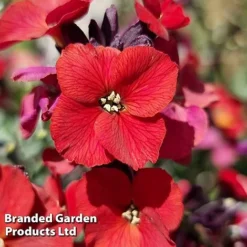 Erysimum 'Colour Vibe Red' -Cheap Tree Foliage Store ERYS COLOURVIB H49884