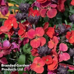 Erysimum 'Colour Vibe Red' -Cheap Tree Foliage Store ERYS COLOURVIB H49886