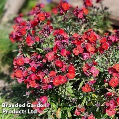 Erysimum 'Colour Vibe Red' -Cheap Tree Foliage Store ERYS COLOURVIB H49887