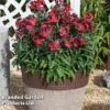 Erysimum 'Colour Vibe Red' -Cheap Tree Foliage Store ERYS COLOURVIB H49888