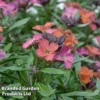 Erysimum 'Constant Cheer' -Cheap Tree Foliage Store ERYS CONSTANTC S50038