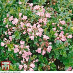 Escallonia 'Apple Blossom' -Cheap Tree Foliage Store ESCA T58238 A
