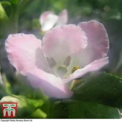 Escallonia 'Apple Blossom' -Cheap Tree Foliage Store ESCA T58238 B