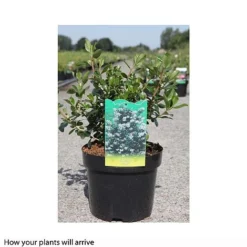 Escallonia 'Iveyi' -Cheap Tree Foliage Store ESCA T66211 B h