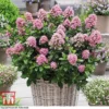Escallonia Laevis 'Pink Elle' 2 Escallonia Laevis 'Pink Elle' -Cheap Tree Foliage Store ESCA T80277 B1