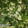 Euonymus Japonicus 'President Gauthier' -Cheap Tree Foliage Store EUON KC5073 A