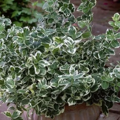 Euonymus Fortunei 'Emerald Gaiety' -Cheap Tree Foliage Store EUON T58025 A h