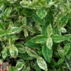 Euonymus Fortunei 'Harlequin' 1 Euonymus Fortunei 'Harlequin' -Cheap Tree Foliage Store EUON T58027 A h