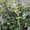 Euonymus Fortunei 'Blondy' -Cheap Tree Foliage Store EUON T58456 A h