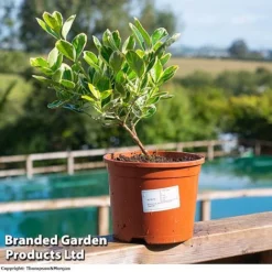 Euonymus Japonicus 'President Gauthier' -Cheap Tree Foliage Store EUONYJAPO KC5073 A