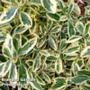 Euonymus 'Japonicus Bravo' 2 Euonymus 'Japonicus Bravo' -Cheap Tree Foliage Store EUON BRAVO L44986