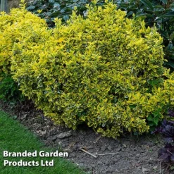 Evergreen Patio Shrub Collection -Cheap Tree Foliage Store EUON EMERALDGO W31756
