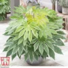 Fatsia Japonica 'Spiders Web' -Cheap Tree Foliage Store FATS KB0814 A