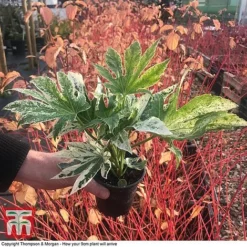 Fatsia Japonica 'Spiders Web' -Cheap Tree Foliage Store FATS KB0814 D