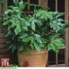 Fatsia Japonica -Cheap Tree Foliage Store FATS T58117 A