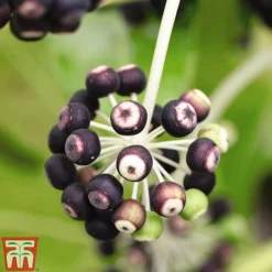 Fatsia Japonica -Cheap Tree Foliage Store FATS T58117 D