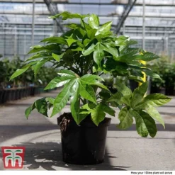 Fatsia Japonica -Cheap Tree Foliage Store FATS T58117 H
