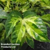 Fatsia Duo -Cheap Tree Foliage Store FATS CAMOUFLAG S35066