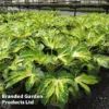 Fatsia 'Camouflage' -Cheap Tree Foliage Store FATS CAMOUFLAG S350671