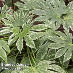 Fatsia Japonica 'Spiders Web' -Cheap Tree Foliage Store FATS SPIDERWEB L27145