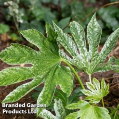 Fatsia Duo 8 Fatsia Duo -Cheap Tree Foliage Store FATS SPIDERWEB L27146