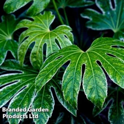Fatsia Duo 9 Fatsia Duo -Cheap Tree Foliage Store FATS SPIDERWEB L27147